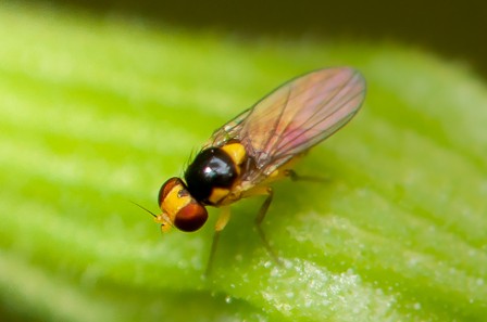 vegetable leafminer