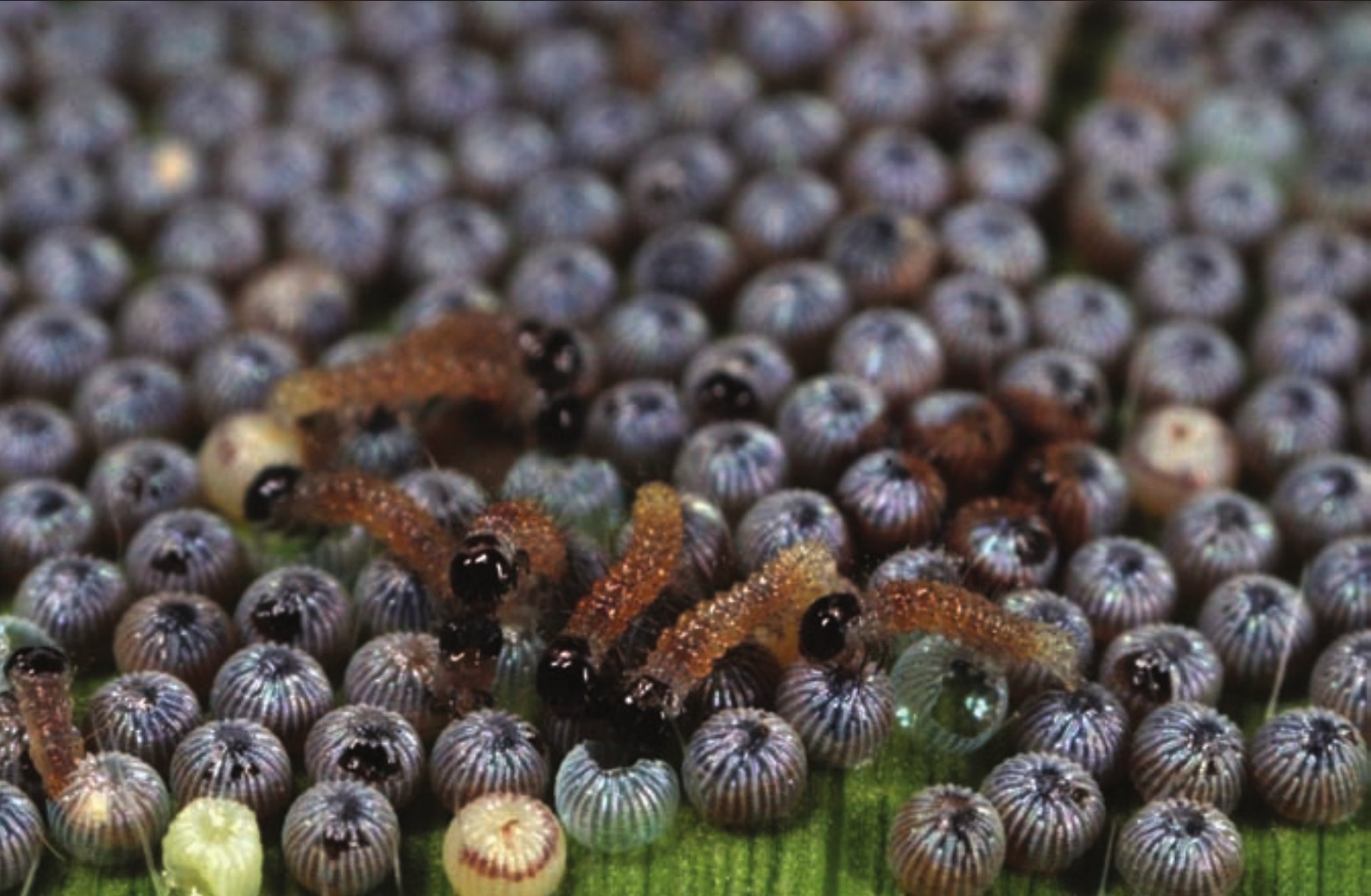 western bean cutworm larvae
