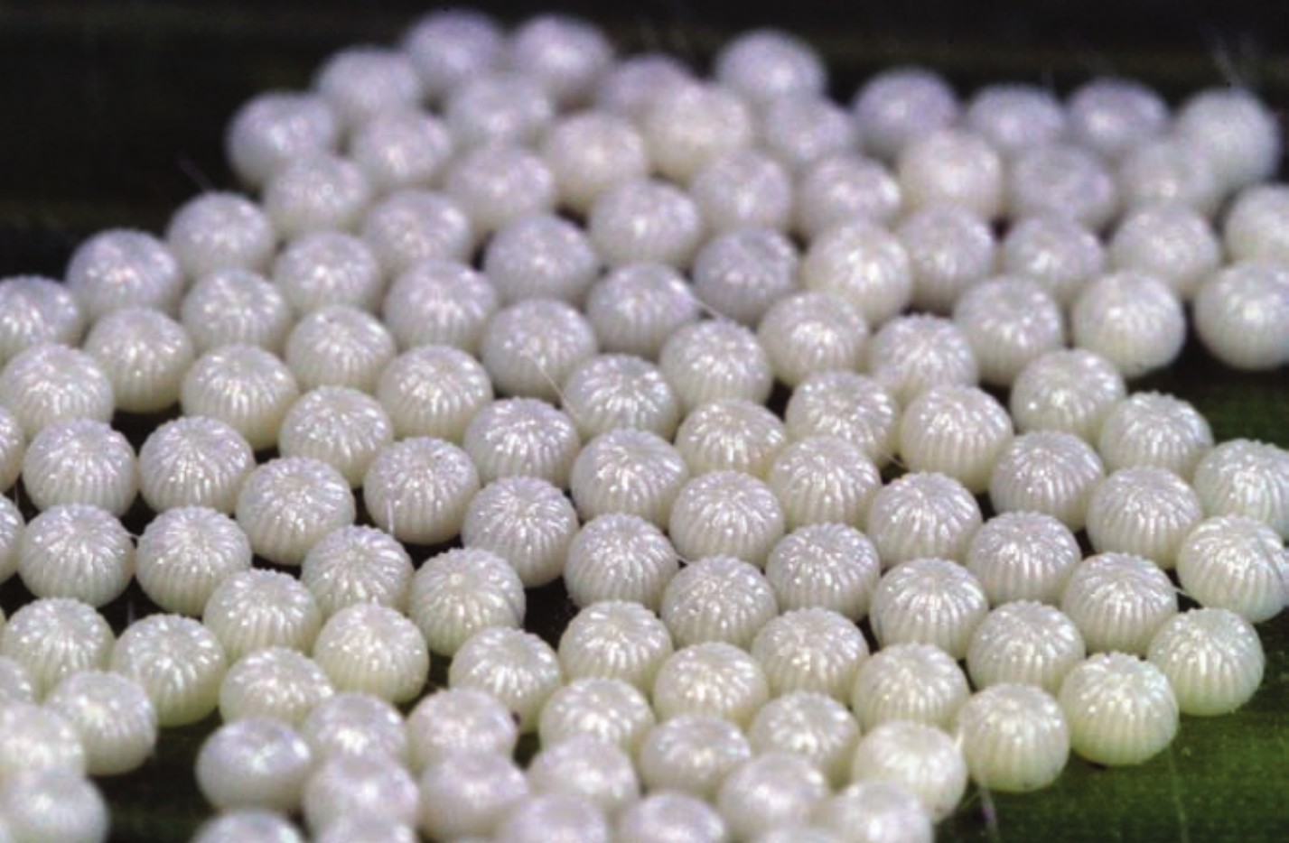 western bean cutworm eggs