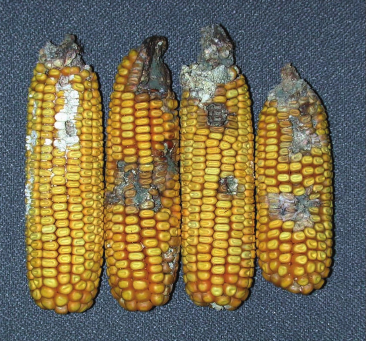 western bean cutworm damage