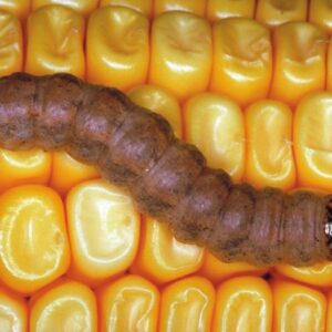Western Bean Cutworm