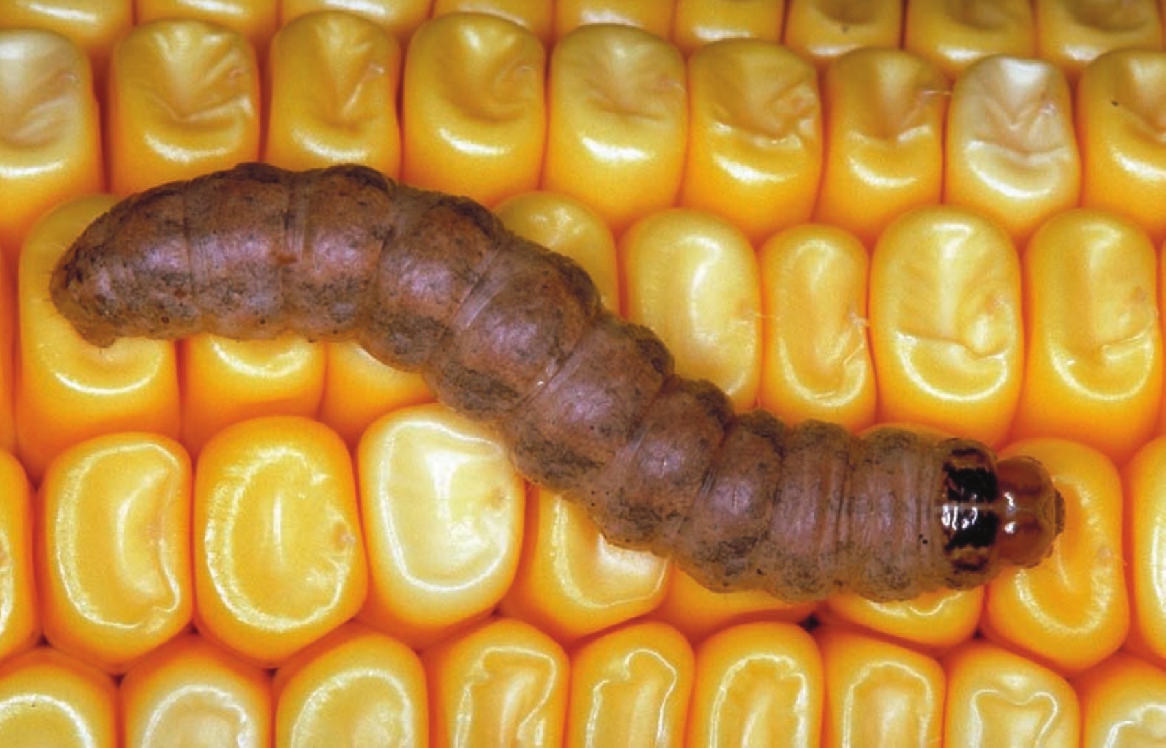 western bean cutworm larvae