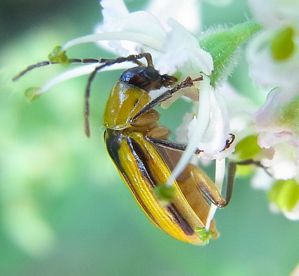 western corn rootworm