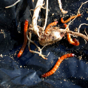 Wireworms