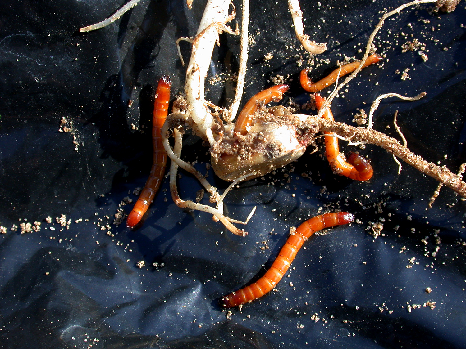 wireworms