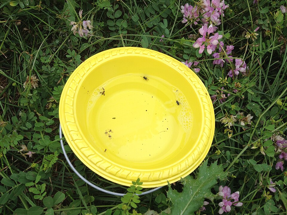 yellow pan trap