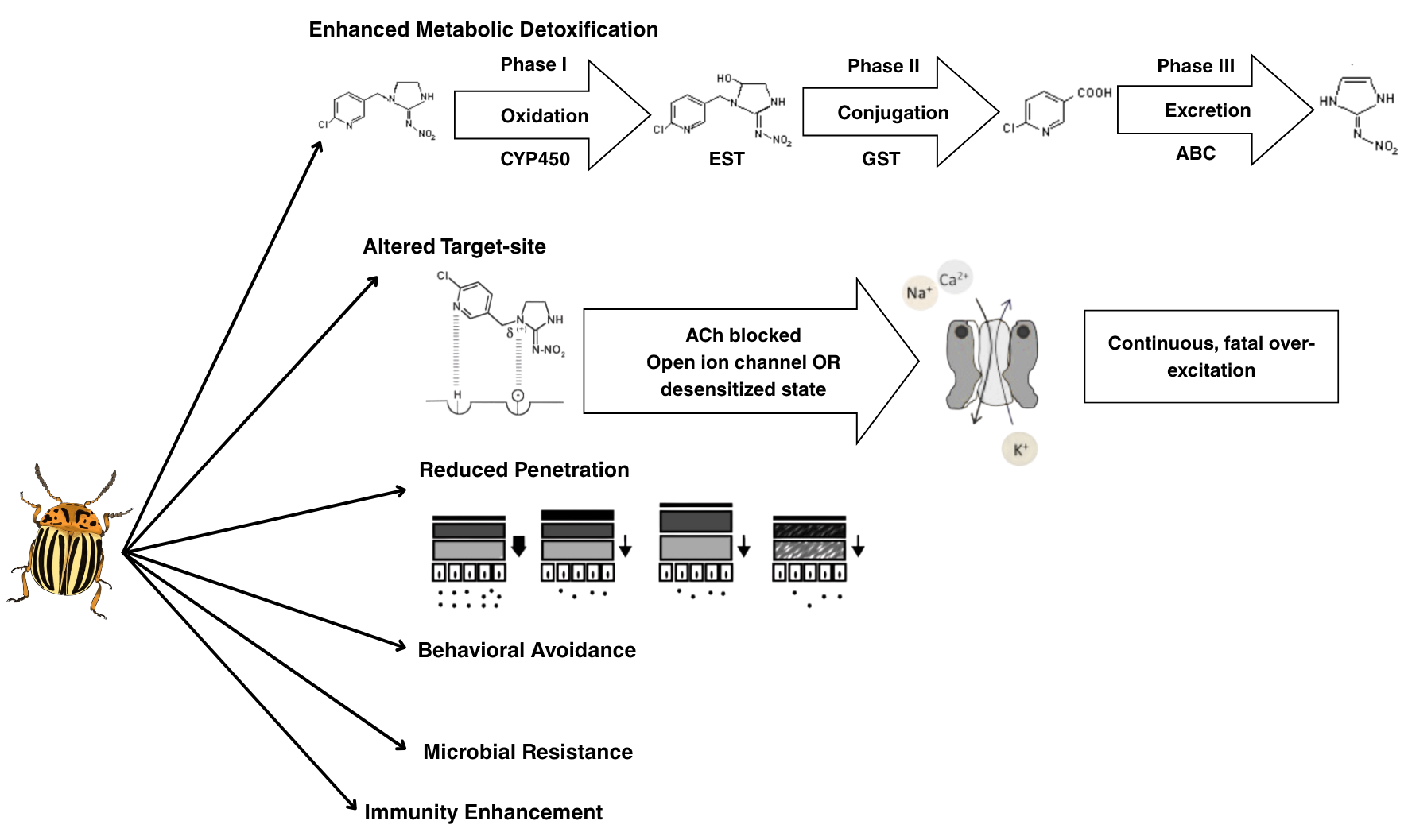 molecular mechanisms of resistance in the colorado potato beetle